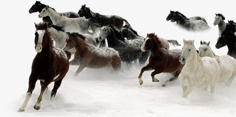 万马奔腾图片