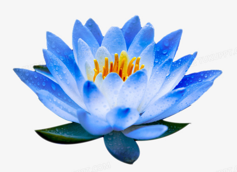 花PNG图片素材免费下载_png格式_熊猫办公