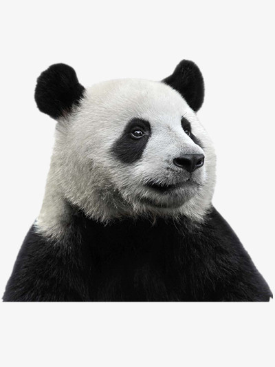 熊猫PNG图片素材免费下载_png格式_熊猫办公
