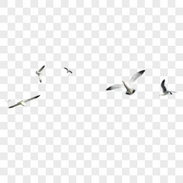 鸽子图片素材放飞鸽子素材  飞翔的海鸥