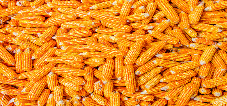 未来15天玉米价格变化 780