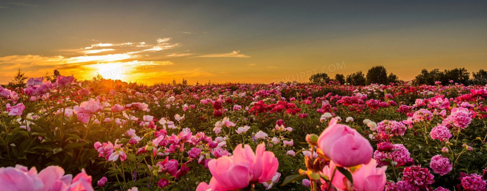 夕阳玫瑰背景