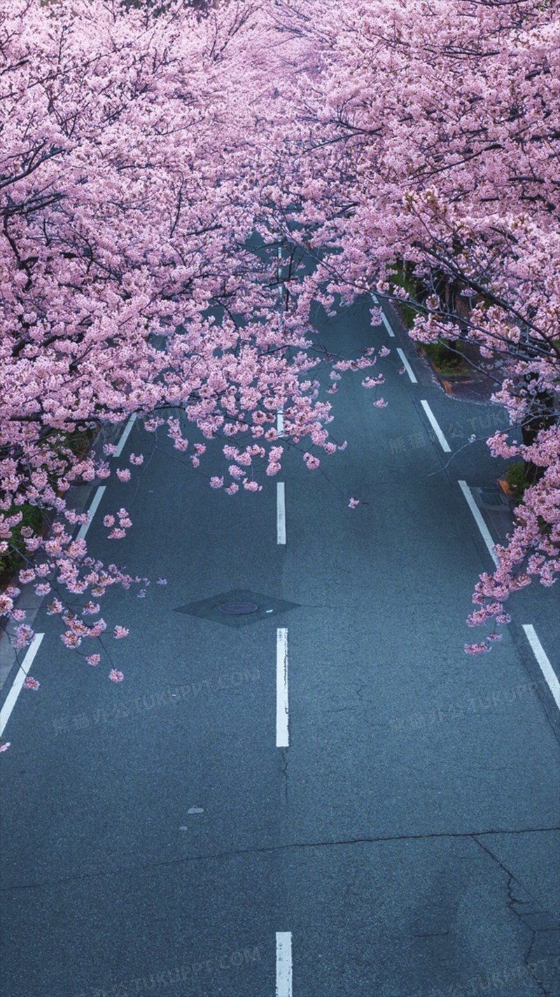 樱花街道文艺h5背景