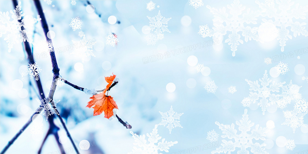 冬天植物雪景雪花背景