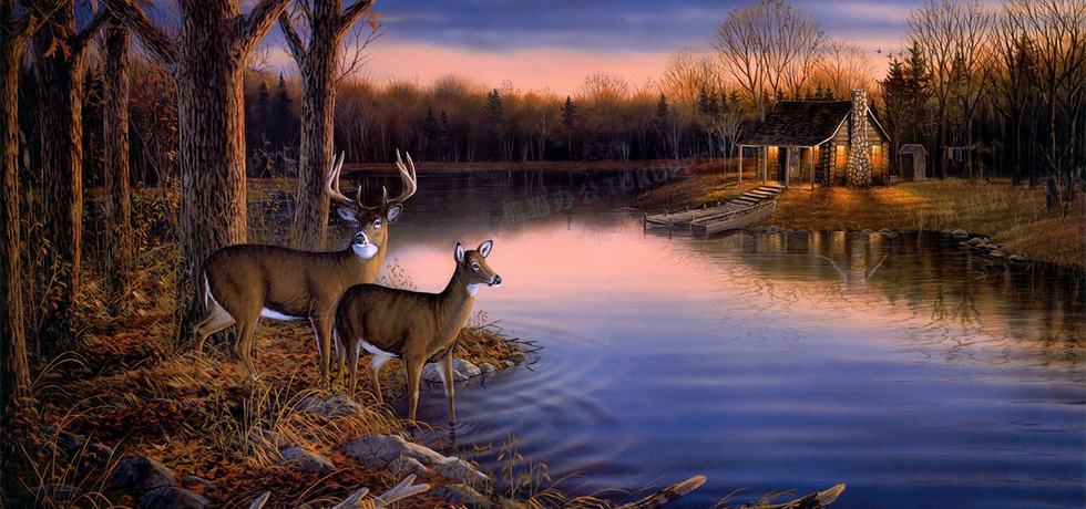 鹿在溪水边喝水图片,鹿喝水的图片,低头喝水的鹿的画_大山谷图库