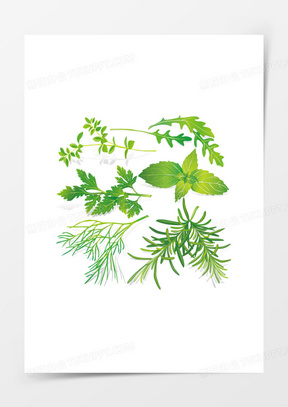 中草药图片大全下载 288