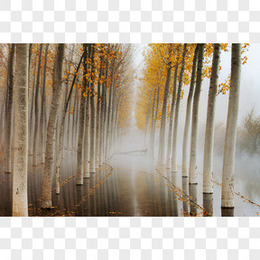 创意图片白杨树高清摄影