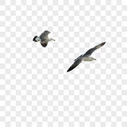 摄影飞翔的海鸥