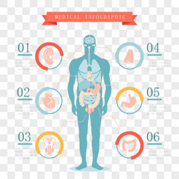 矢量人的五脏六腑