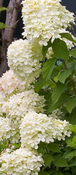 八仙花绣球花植物花朵