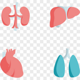 矢量扁平人体内脏器官