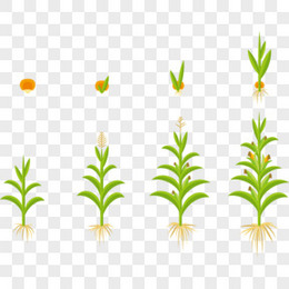 矢量玉米生长过程