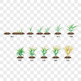 稻子生长过程