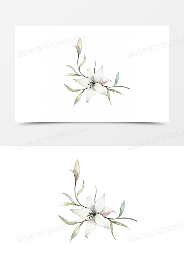 手绘广玉兰