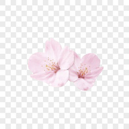 高清创意摄影合成粉红色的桃花花瓣