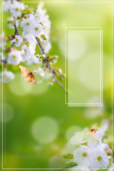 春季春分二十四节气绿色小清新开花蝴蝶背景
