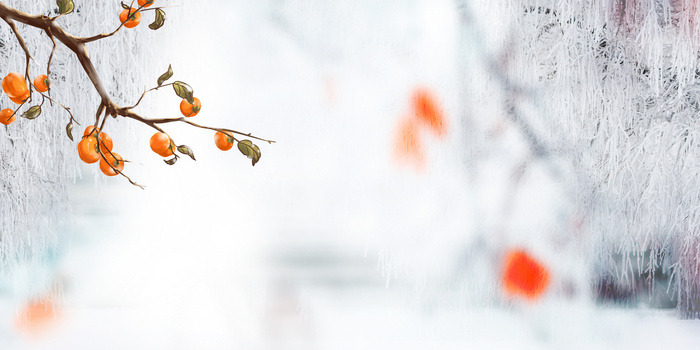 创意冬季下雪雪景打霜柿子摄影图合成背景