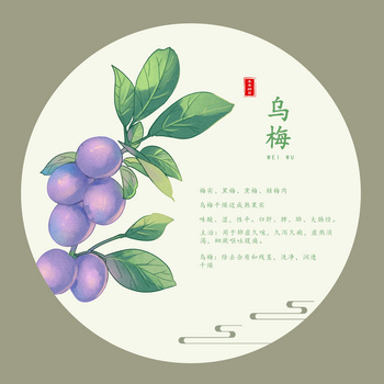 乌梅中药植物说明介绍草药科普插画