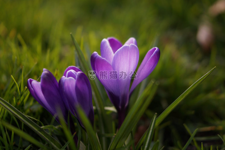 植物学 番红花 花