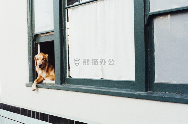 动物 狗 宠物