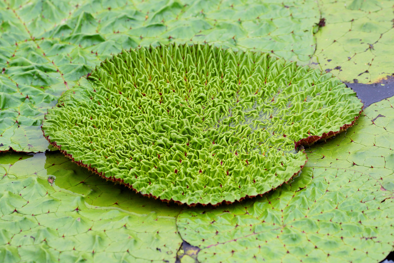 荷花池綠色蓮蓬圖片