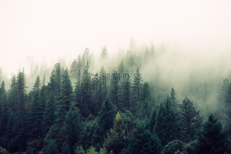 雾 森林 阴霾