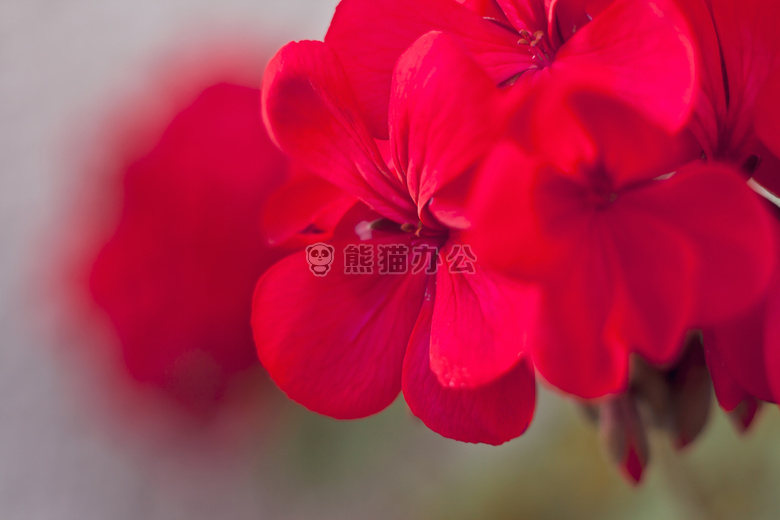 花 天竺葵 粉红色
