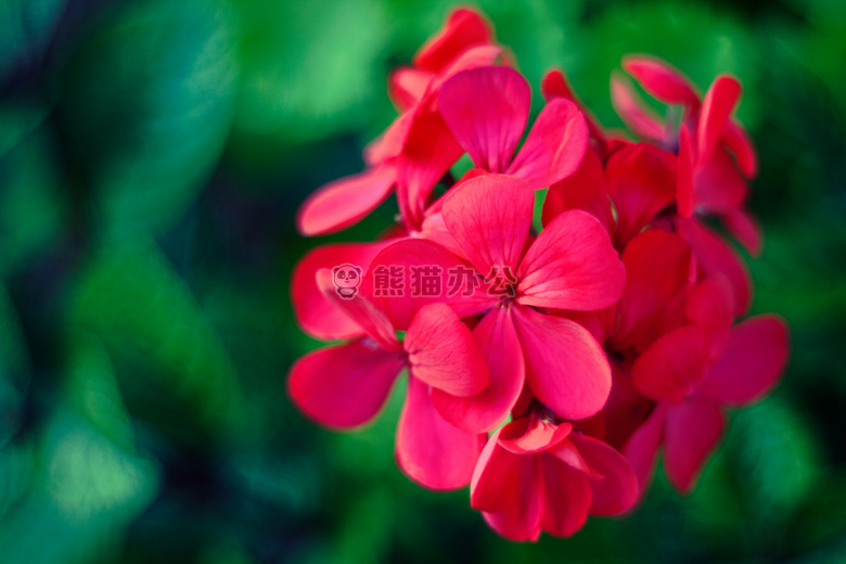 花 天竺葵