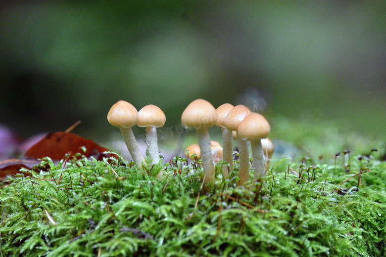 森林草地蘑菇朵图片