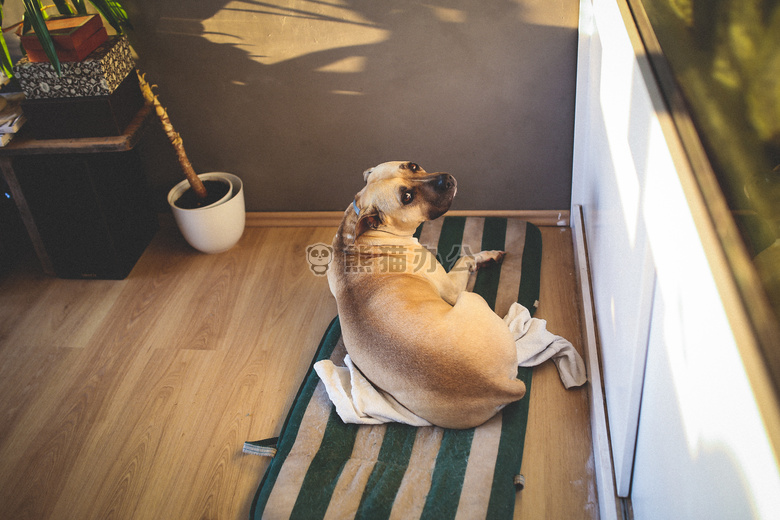 成人 amstaff 动物