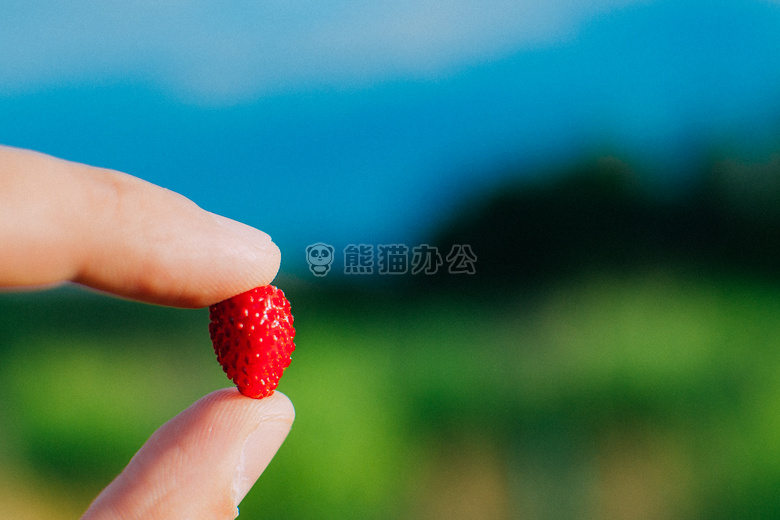 食物 绿色 夏天