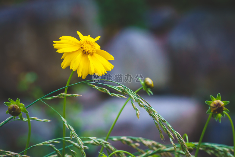 电灯泡 特写 花