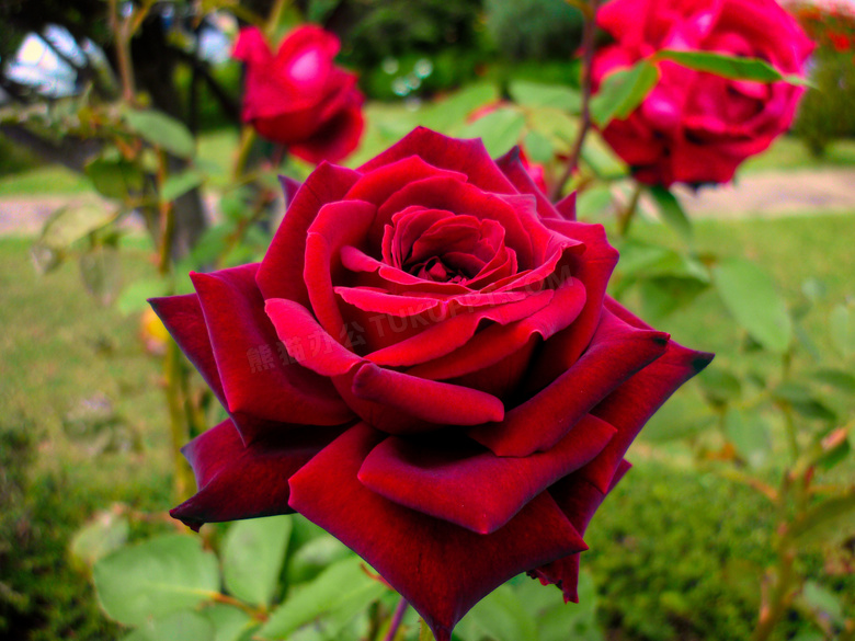 鲜艳红色玫瑰花图片 鲜艳红色玫瑰花图片大全