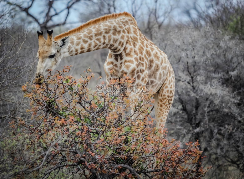 非洲 动物 长颈鹿