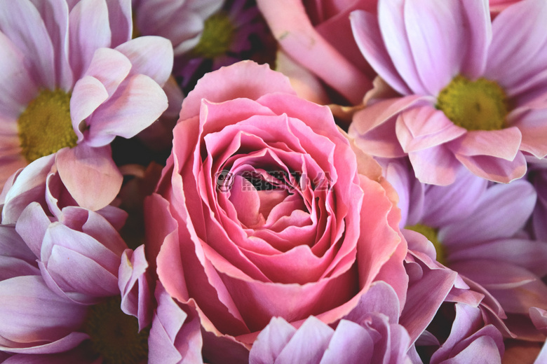 花 粉红色 玫瑰