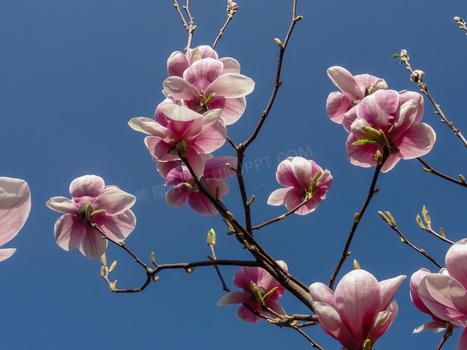 粉色木兰花花朵图片 粉色木兰花花朵图片大全