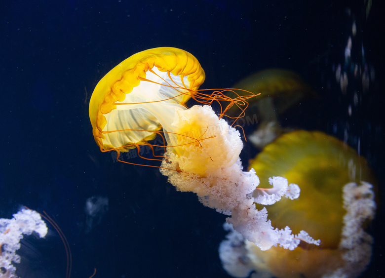 管水母目动物图片