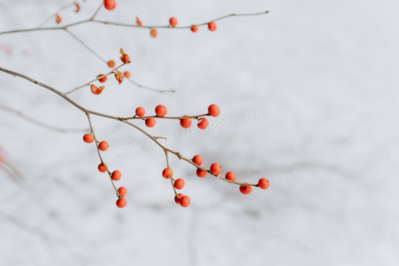 冬季金银忍冬树枝图片