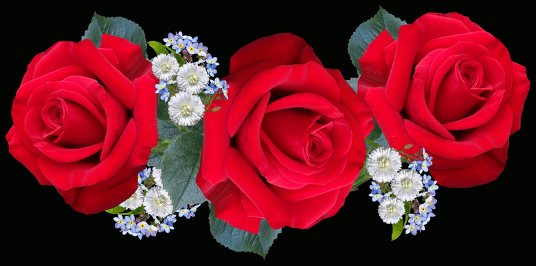 三朵红色玫瑰花图片 三朵红色玫瑰花图片大全