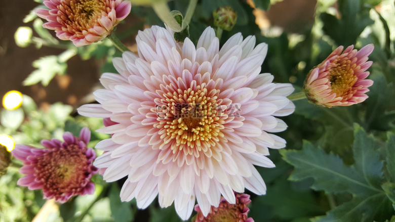 电灯泡 花 植物