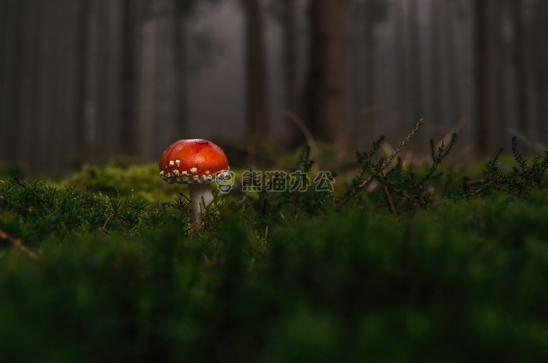 森林 宏 蘑菇