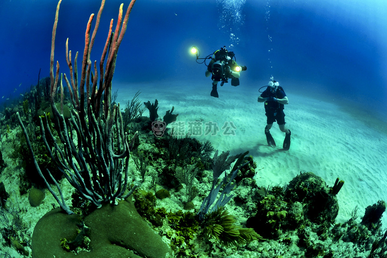珊瑚 潜水员 潜水