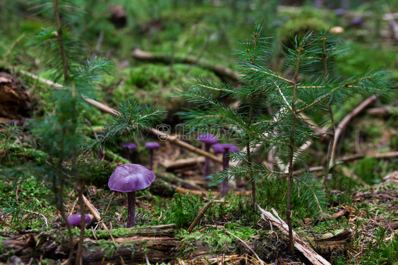 紫水晶 蓝色 蜡蘑
