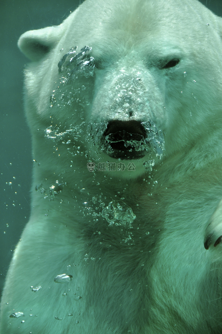 动物 北极的 熊