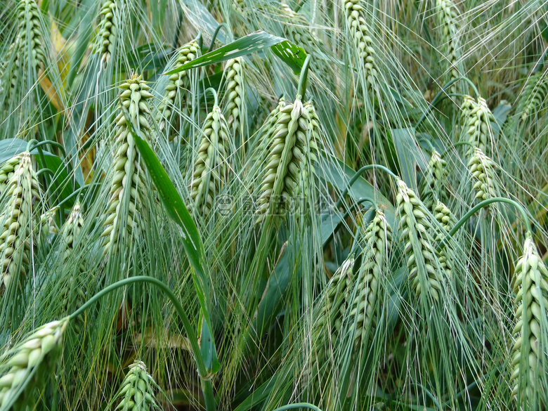 农业 适于耕种的 大麦