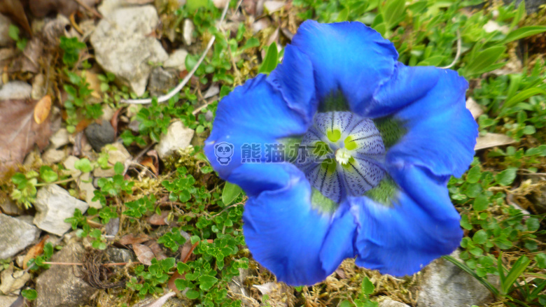 蓝色 花的 花