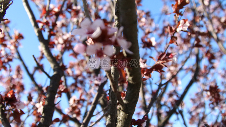 蓝色 花 集中