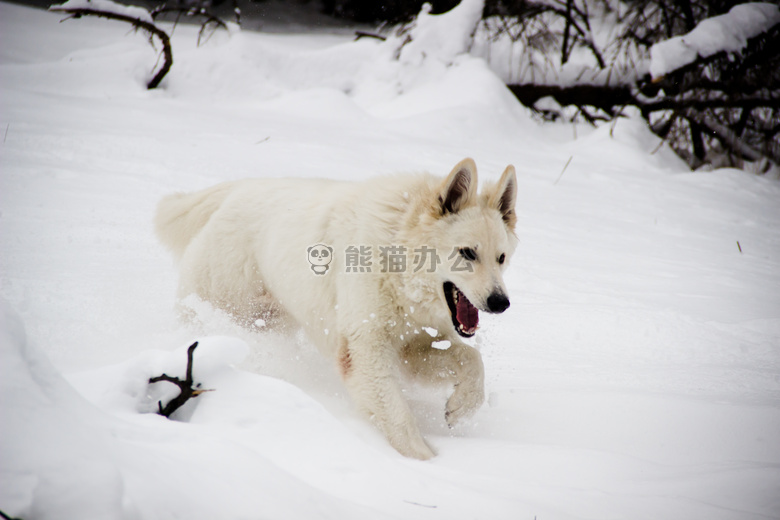 动物 狗雪