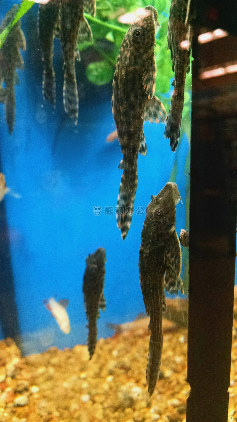 动物 水族馆 鱼