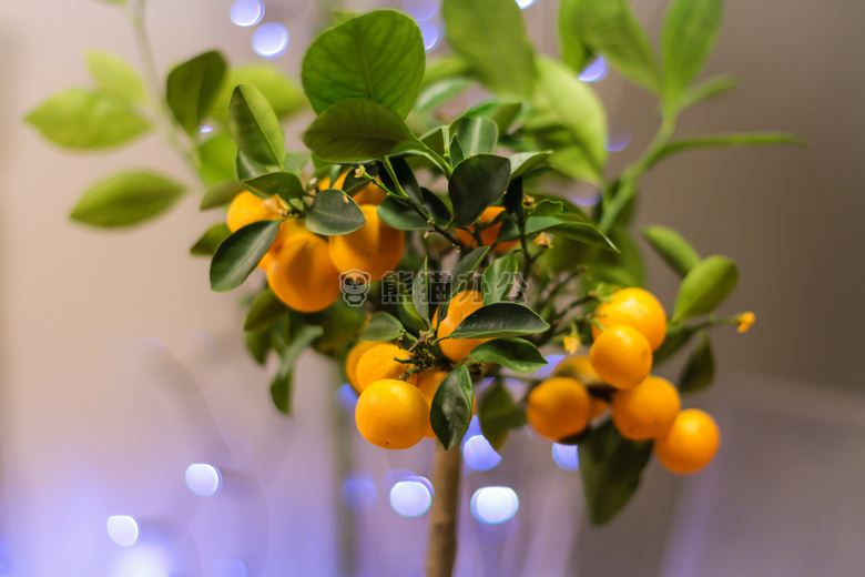 盆景 柑橘 水果